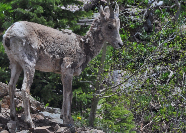 baby big horn sheep